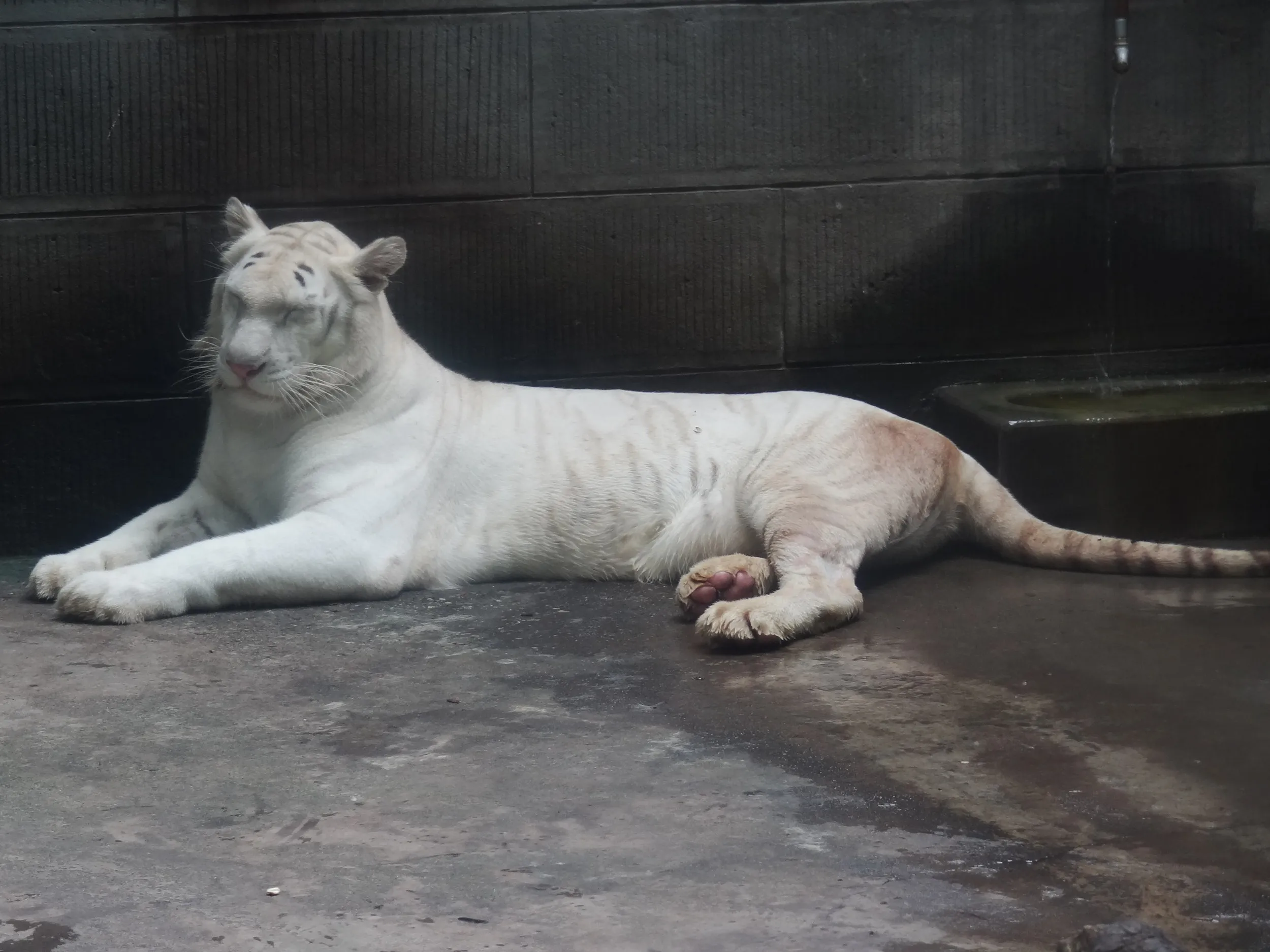 ホワイトタイガー