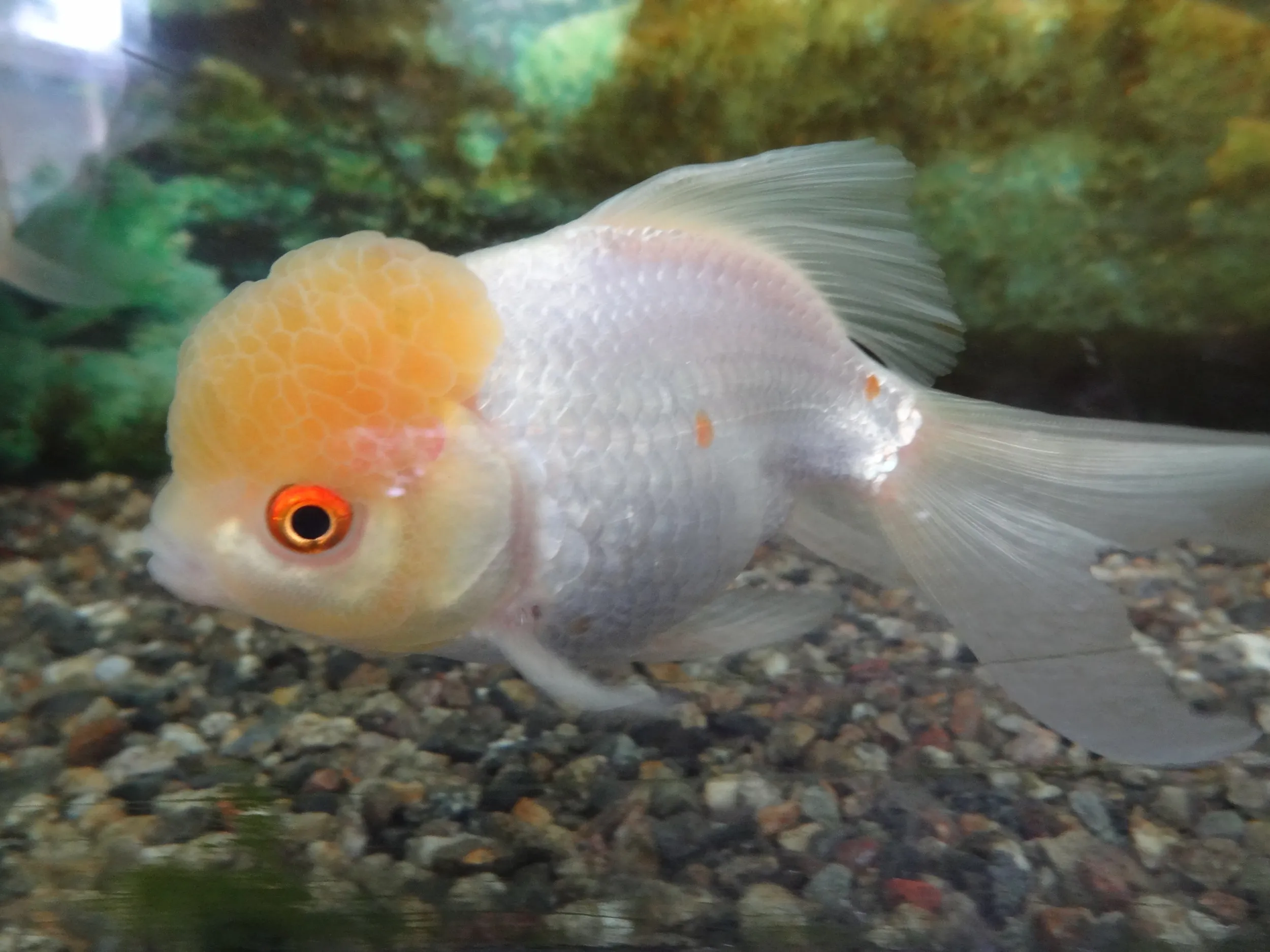 ランチュウらしき金魚