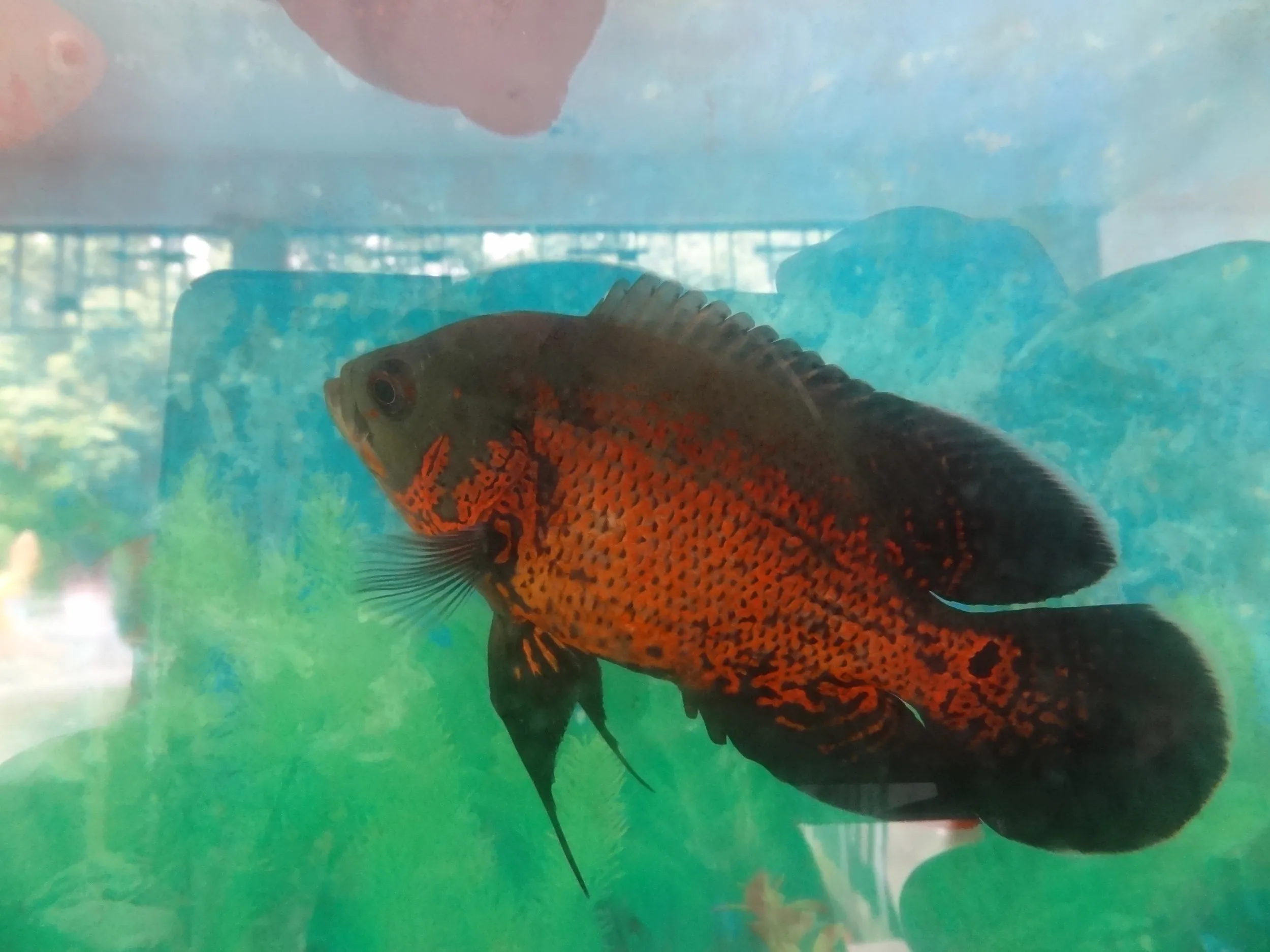 シクリッドの仲間らしき熱帯魚