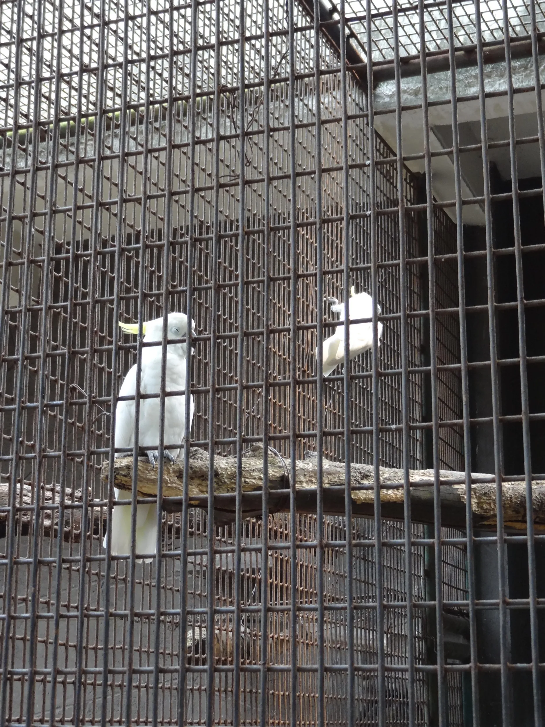 百鳥苑のオウム