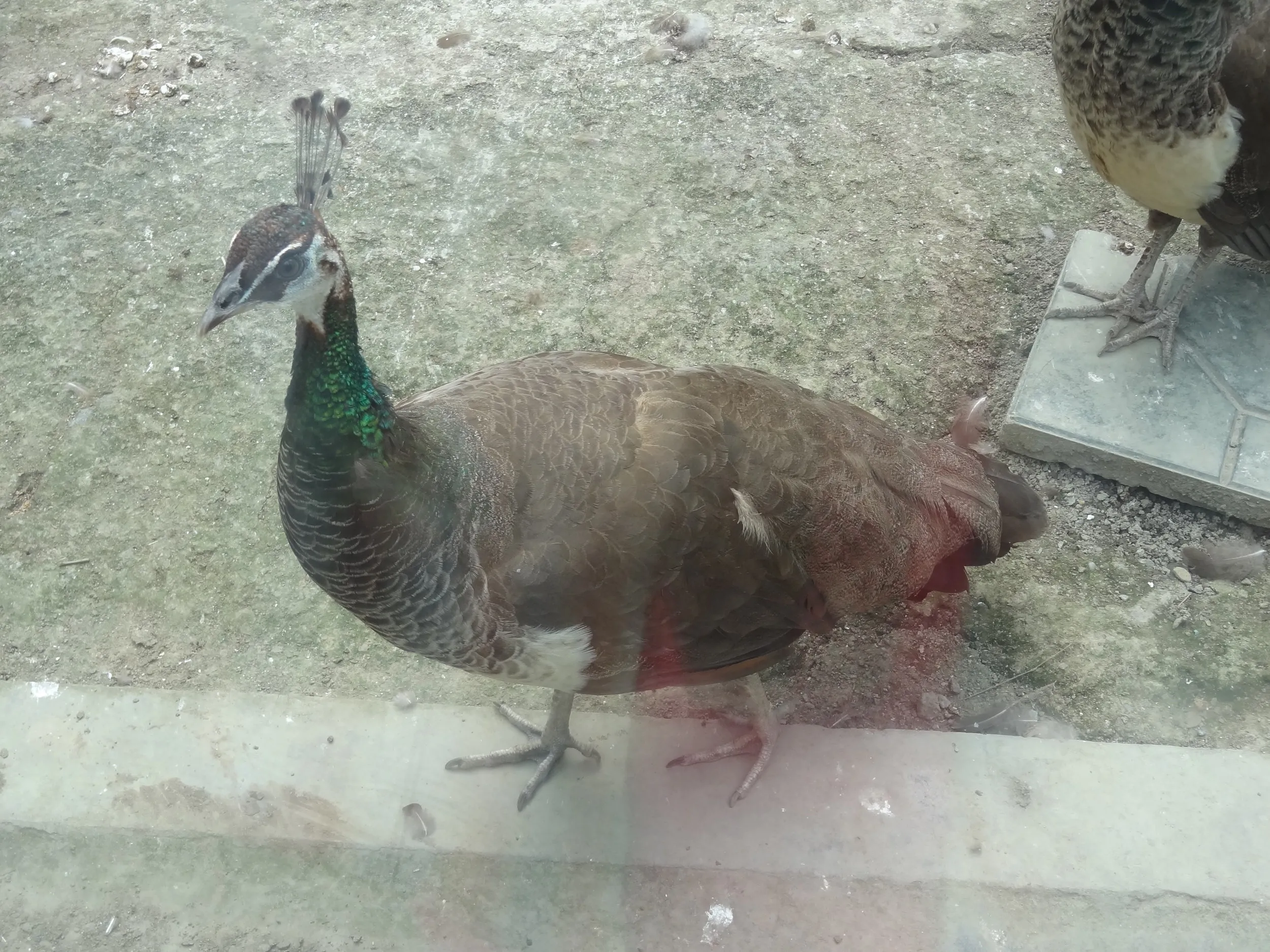 百鳥苑のクジャク