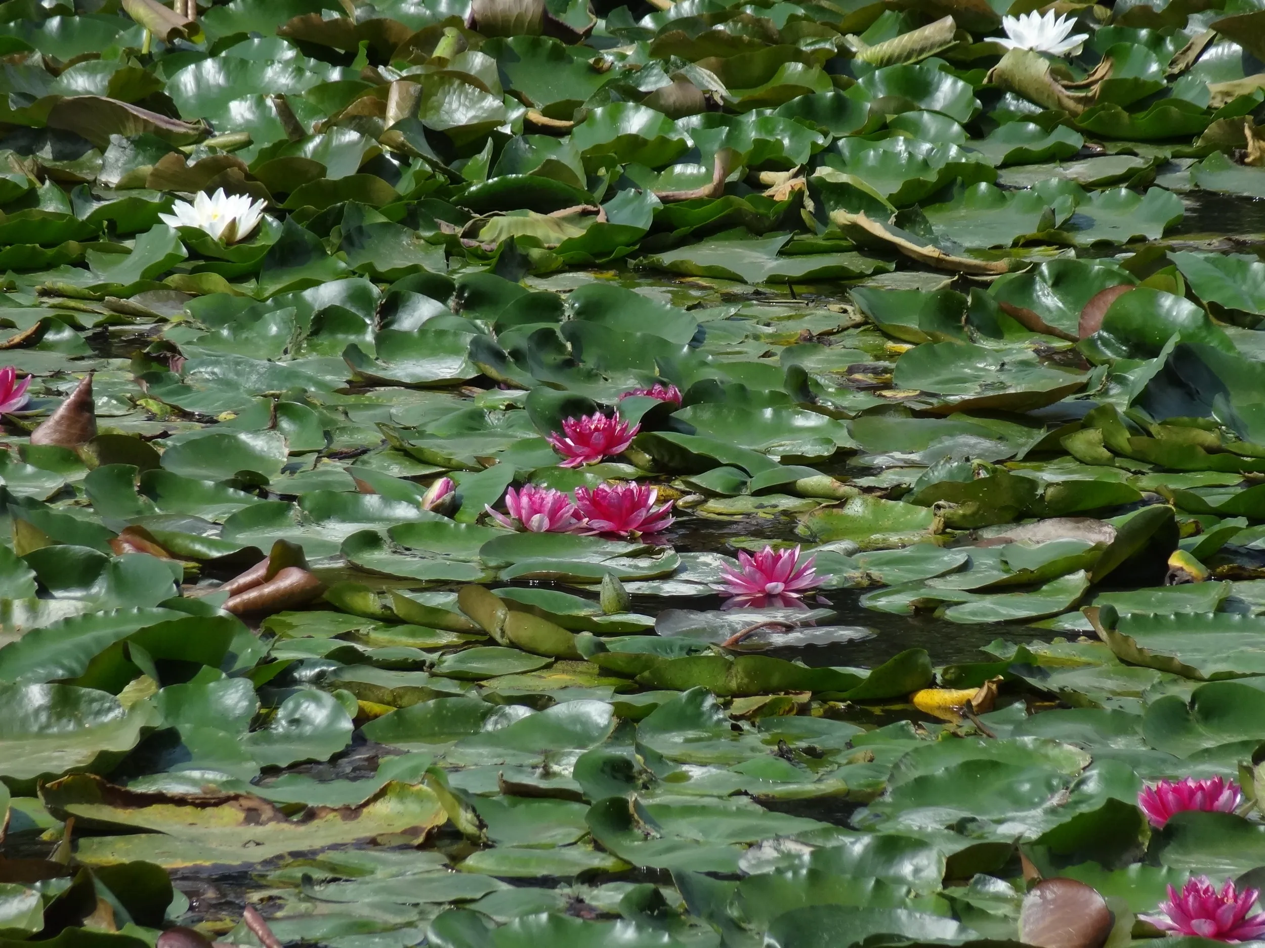 池に咲く睡蓮(スイレン)の花