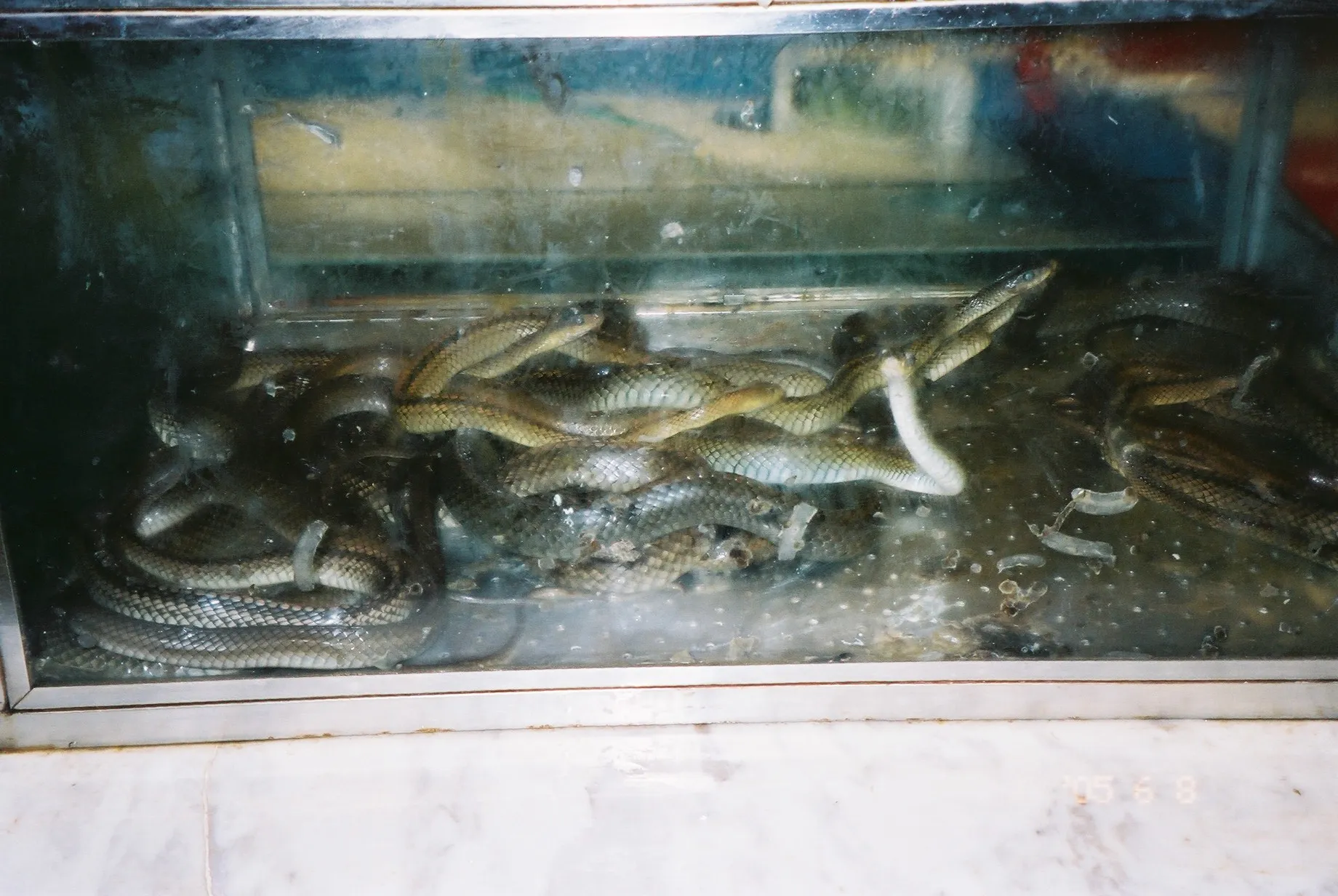 上海観光@浦東新区の上南路のレストランの食材である蛇