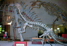 上海自然博物館の小型の肉食恐竜の化石