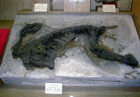 上海自然博物館で見た皇冠鹿の化石