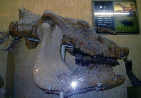 上海自然博物館にあるサイの祖先の化石