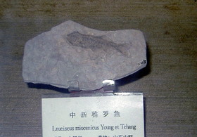 中国旅行記＠上海市内観光＆上海自然博物館編。上海自然博物館にある、古代魚の化石。鱗が大きいです
