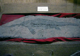 上海自然博物館にある、キャビアでおなじみの昔のチョウザメの化石