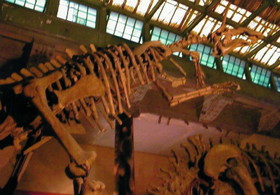 上海自然博物館にある、有名なアロサウルスの化石