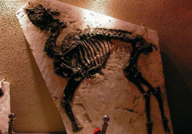 上海自然博物館にある、小型の肉食恐竜の化石
