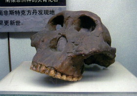 上海自然博物館にある、南アフリカの類人猿のピテカントロプスの化石