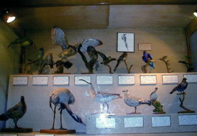 上海自然博物館にある、鳥類の剥製