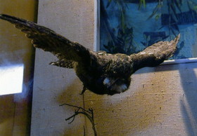上海自然博物館にある鷲の剥製
