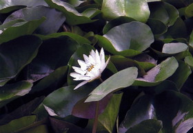 上海植物園の小川に咲いていた蓮の花
