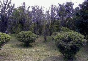 上海植物園の緑の木々