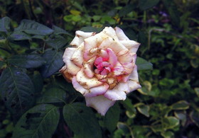 上海植物園の枯れかけたバラの花