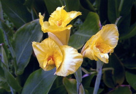 上海植物園の蘭の仲間らしき黄色い花