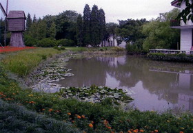 上海植物園の園内にある庭園っぽい場所に咲く蓮
