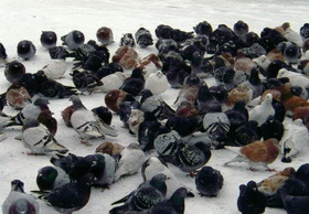 とまとじゅーす的中国旅行記　冬の哈爾浜 ハルビン市の凍った松花江で観光客の与えるエサ目当てにたむろってる鳩