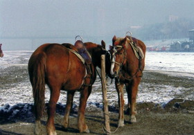 とまとじゅーす的中国旅行記　冬の哈爾浜 ハルビン市の松花江でたたずむ馬。乗馬して遊覧出来ます