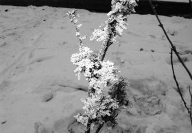 とまとじゅーす的中国旅行記　冬の哈爾浜 ハルビン市。冬の太陽島で見た氷の花を咲かせた木々