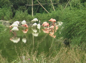 とまとじゅーす的上海野生動物園観光旅行記　上海野生動物園で最初に見た動物は・・・フラミンゴです。その写真