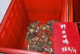 上海観光＠浦東新区の上南路のレストランの食用蛙