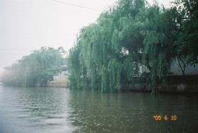中国旅行記＠蘇州の運河と柳の木