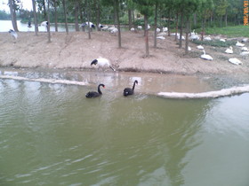 とまとじゅーす的上海観光旅行記、上海野生動物園。黒鳥と白鳥が一緒にいる場所を発見