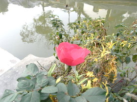 とまとじゅーす的中国上海、江南水郷古鎮、周庄（周荘）日帰り観光旅行記。途中、運河の水辺に咲いていた花を写真撮影