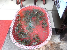 とまとじゅーす的中国上海、江南水郷古鎮、周庄（周荘）日帰り観光旅行記。上海蟹が食べられるお店発見。この辺りは汚染の心配はなさそう