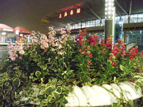 とまとじゅーす的中国旅行記。夜の上海南站（駅）前の風景。花が咲いていたのでなんとなく撮影