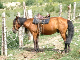 ウルムチ(鳥魯木斉)観光旅行記＠停車中に側にいた馬を撮影。この辺はもう南山牧場の範囲内
