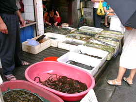 とまとじゅーす的上海市内観光旅行記、鮮魚屋さんを発見。見た事もない魚が売られていた