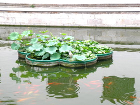 とまとじゅーす的上海市内観光旅行記、豫園側の池の中を泳いでいる鯉の写真。エサをあげてる人もいた