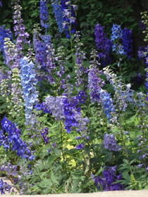 中国旅行記＠西寧観光編、西寧植物園内に咲く青い花