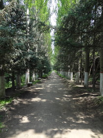 西寧観光旅行記＠西寧植物園の林道