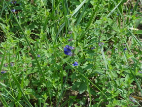 西寧観光旅行記＠西寧植物園の傍にある観光塔(テレビ塔)の下で見た青い花