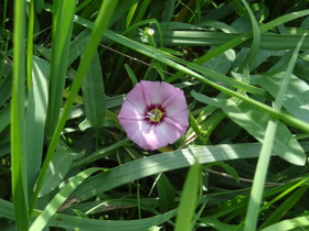 西寧観光＠西寧植物園の付近で見た淡いピンク色の花
