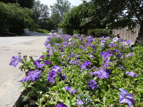 中国旅行記＠西寧観光編、西寧植物園の花壇に咲く青紫の花