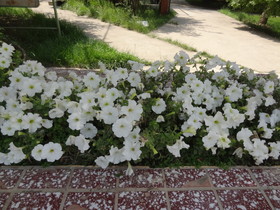 中国旅行記＠西寧観光編、西寧植物園の薔薇園の花壇に咲く白い花