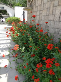 中国旅行記＠西寧観光編、西寧植物園の盆景園に咲く赤い花