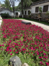 西寧観光旅行記＠西寧観光編、西寧植物園の盆景園の花壇に咲くマゼンタっぽい色の花