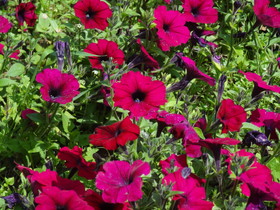 西寧観光旅行記＠西寧観光編、西寧植物園の盆景園の花壇に咲くマゼンタっぽい色の花