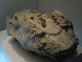 西寧観光旅行記＠青海省博物館、更新世に生きていた毛のないサイの下あごの化石
