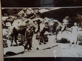 中国旅行記＠青海省観光編、丹噶尔古城（タンガール古城）の写真館のモンゴル、チベット族のキャラバンの写真