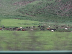 中国旅行記＠青海省観光編、観光バスから撮影した車窓風景。家畜が草を食んでる