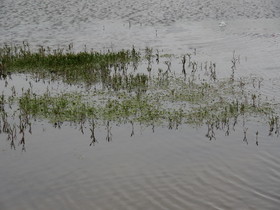 青海省観光＠日月山から青海湖へ流れる倒淌河に生える水生植物