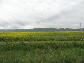 青海省観光＠青海湖の湖畔の菜の花畑と山