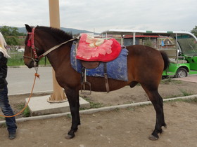 中国旅行記＠青海省編、青海湖で見た馬